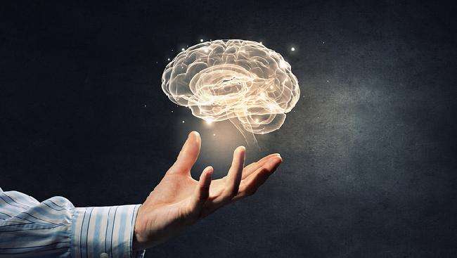 成體神經(jīng)干細胞小生境的構造